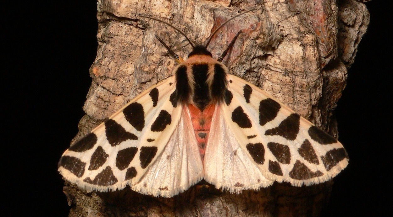 Cymbalophora pudica (Esper, [1785])